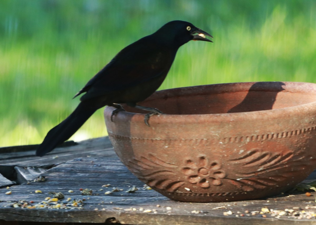 Common Grackle - ML643765422