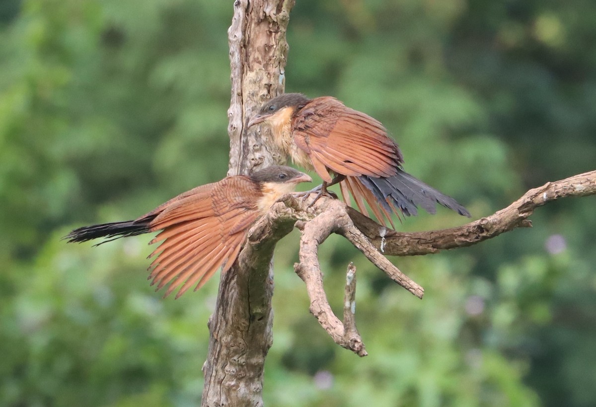 セネガルバンケン - ML643765426