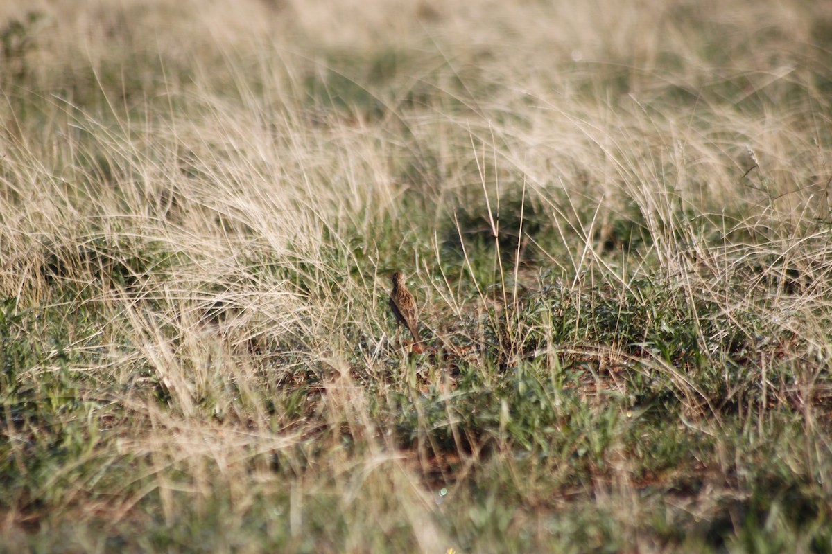 Short-clawed Lark - ML643765428