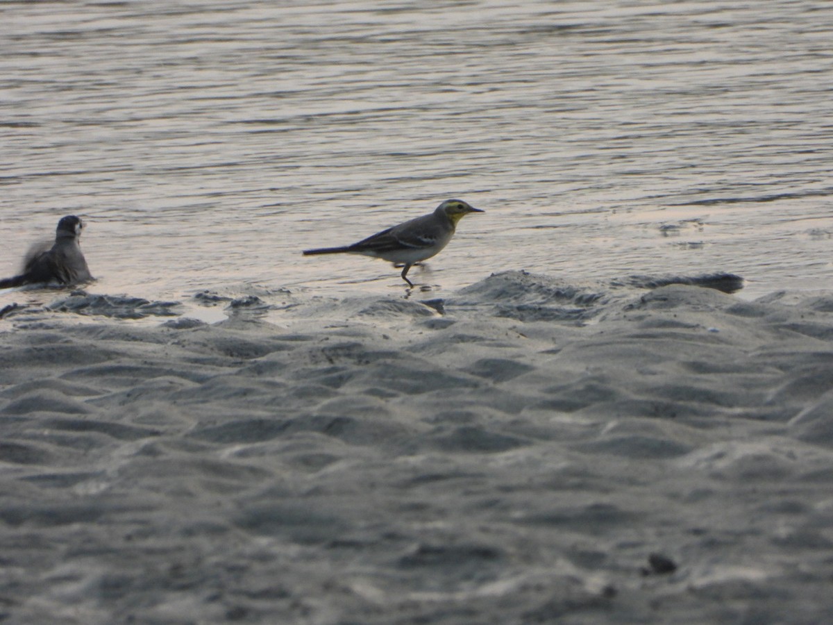 Citrine Wagtail - ML643765433