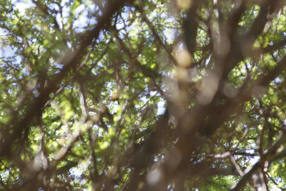 Zarcero Grande - ML643765437