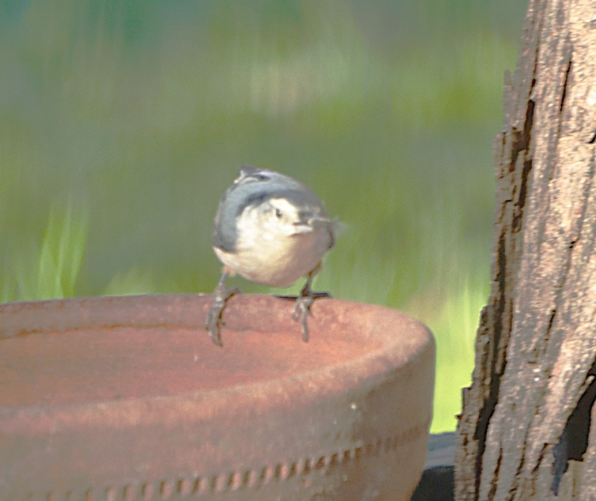 White-breasted Nuthatch - ML643765442