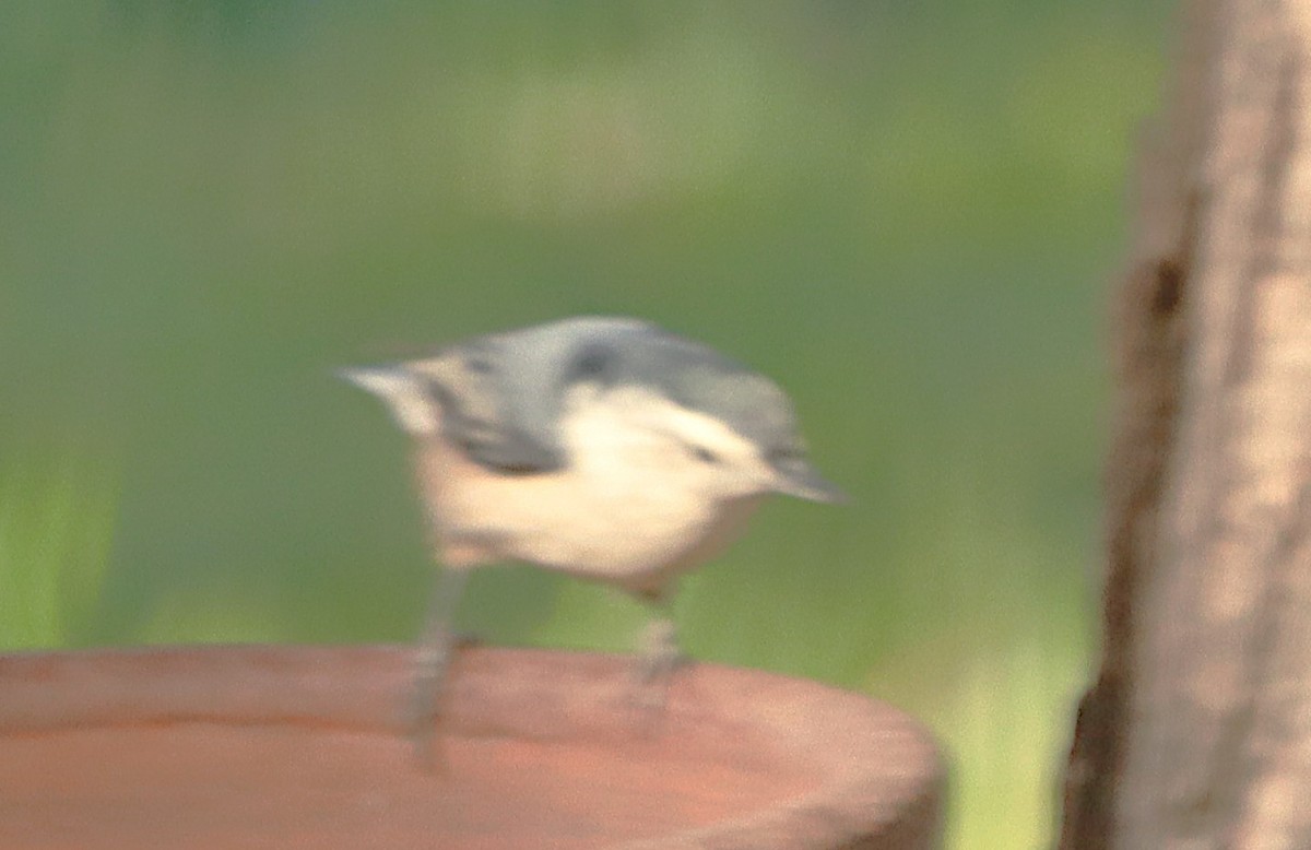 White-breasted Nuthatch - ML643765443