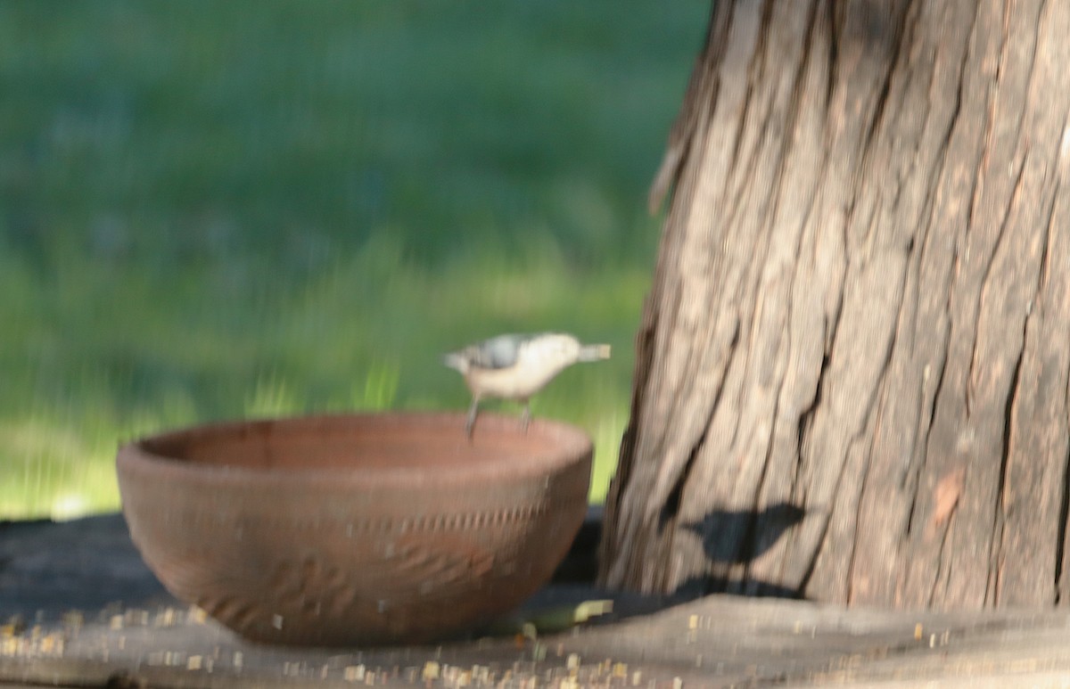 White-breasted Nuthatch - ML643765444