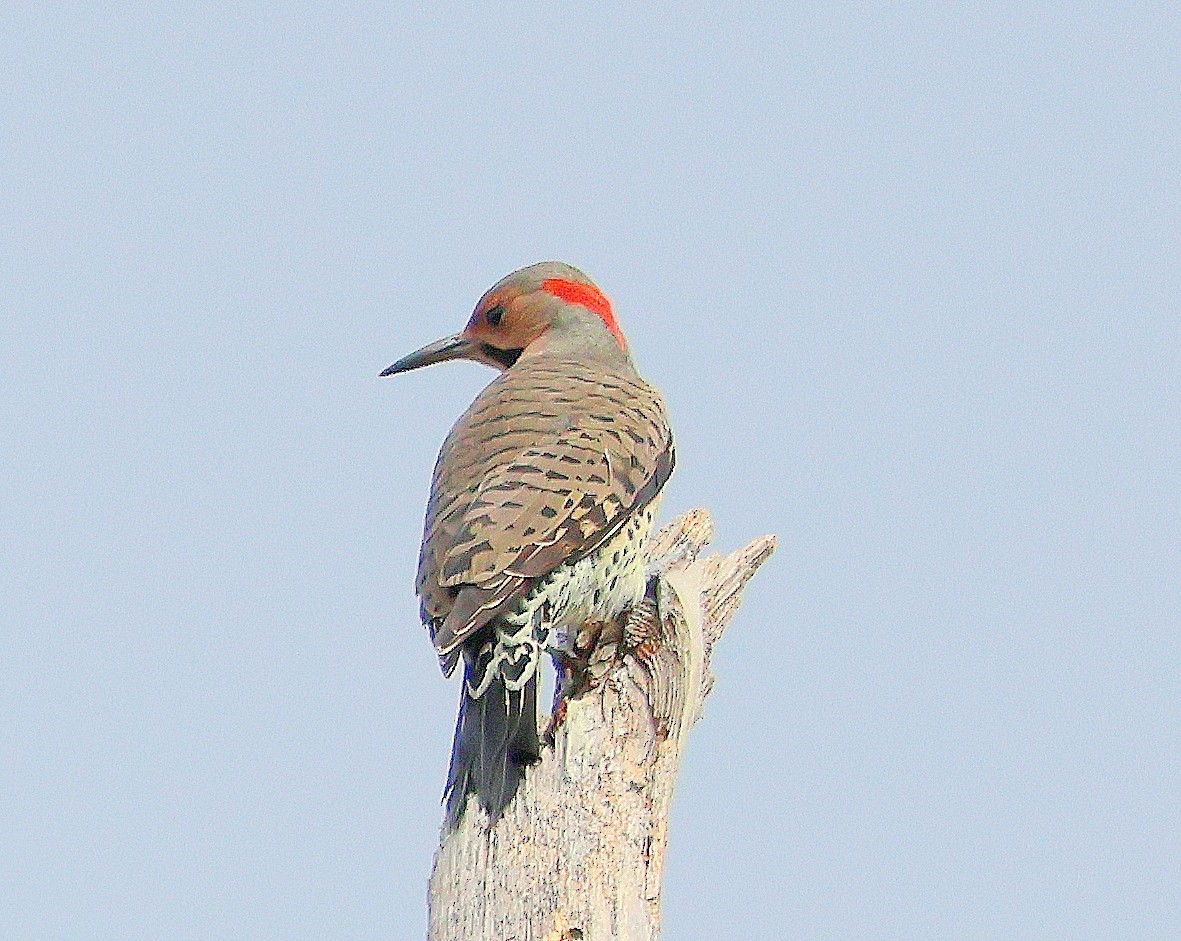 Northern Flicker - ML643765458