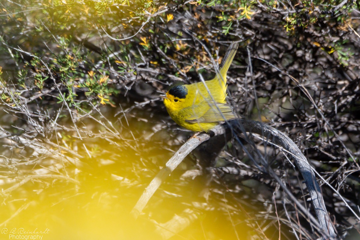 Wilson's Warbler - ML643765459
