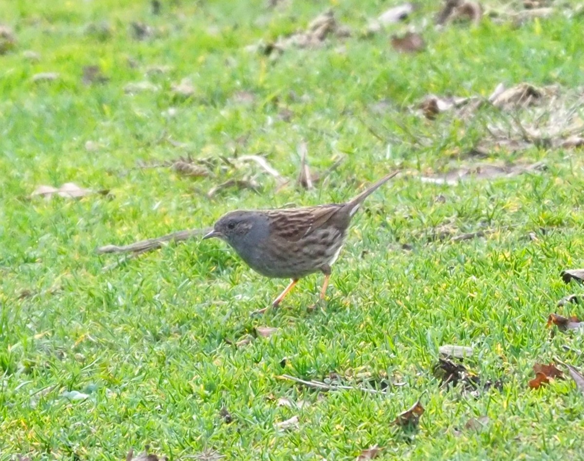 Dunnock - ML643765473