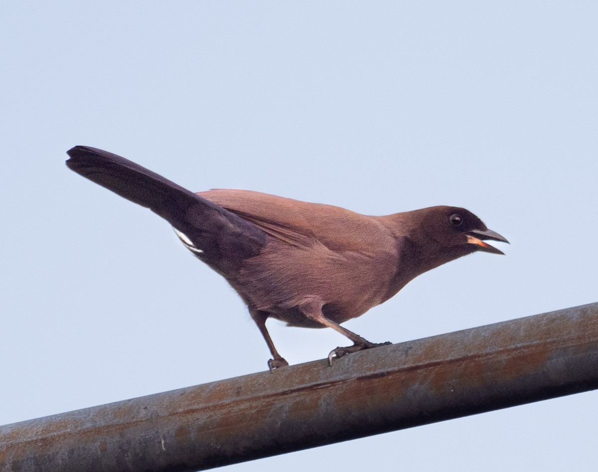 Purplish Jay - ML643765479