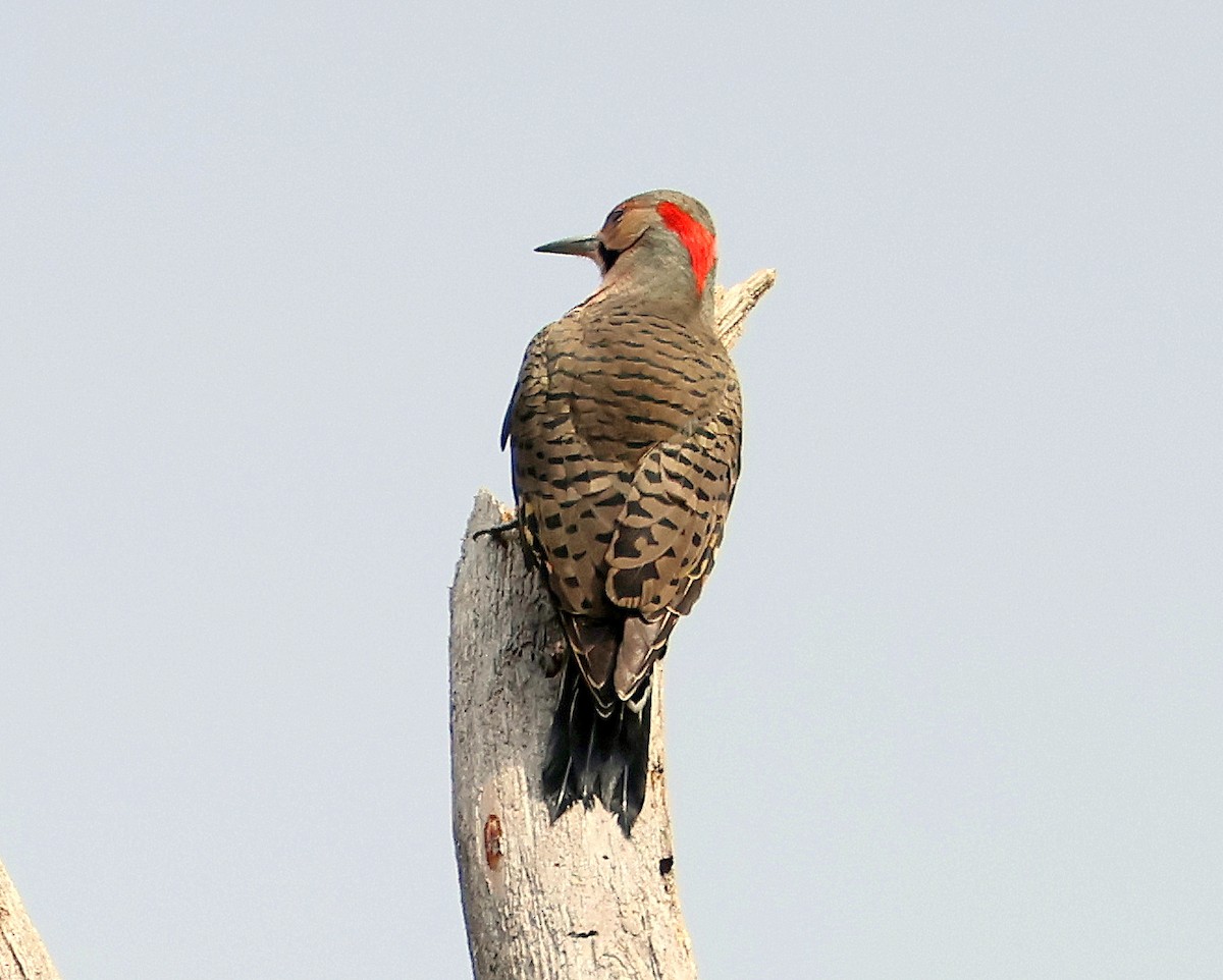 Northern Flicker - ML643765481