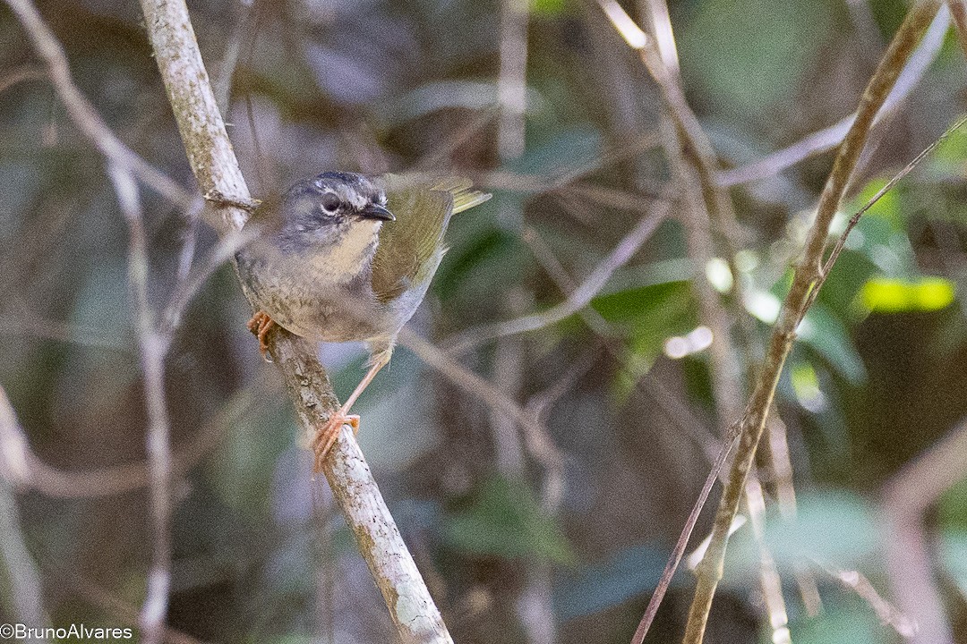White-browed Warbler - ML643765484
