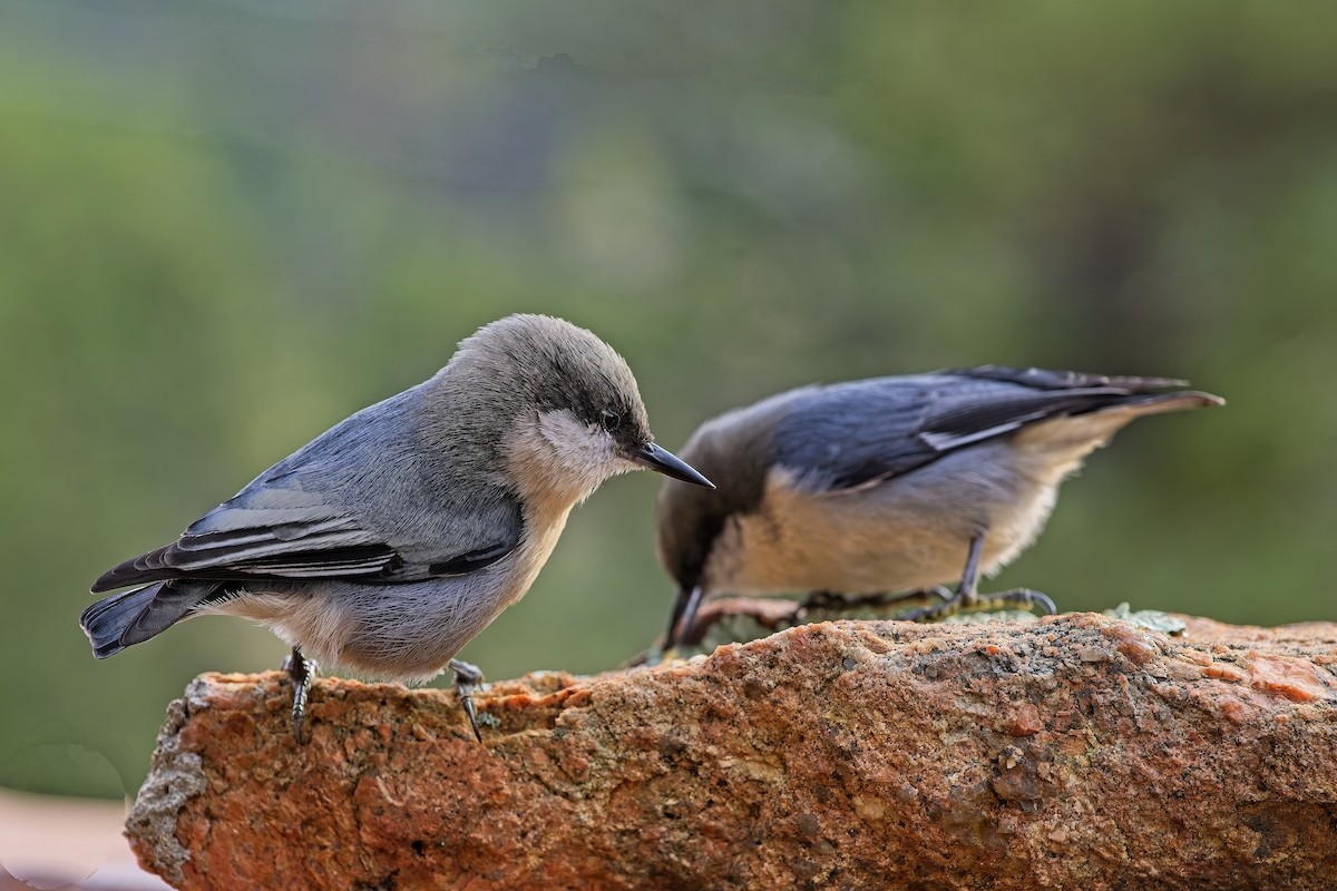 Pygmy Nuthatch - ML643765492