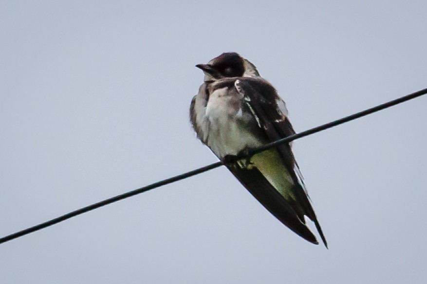 Purple Martin - ML64376551