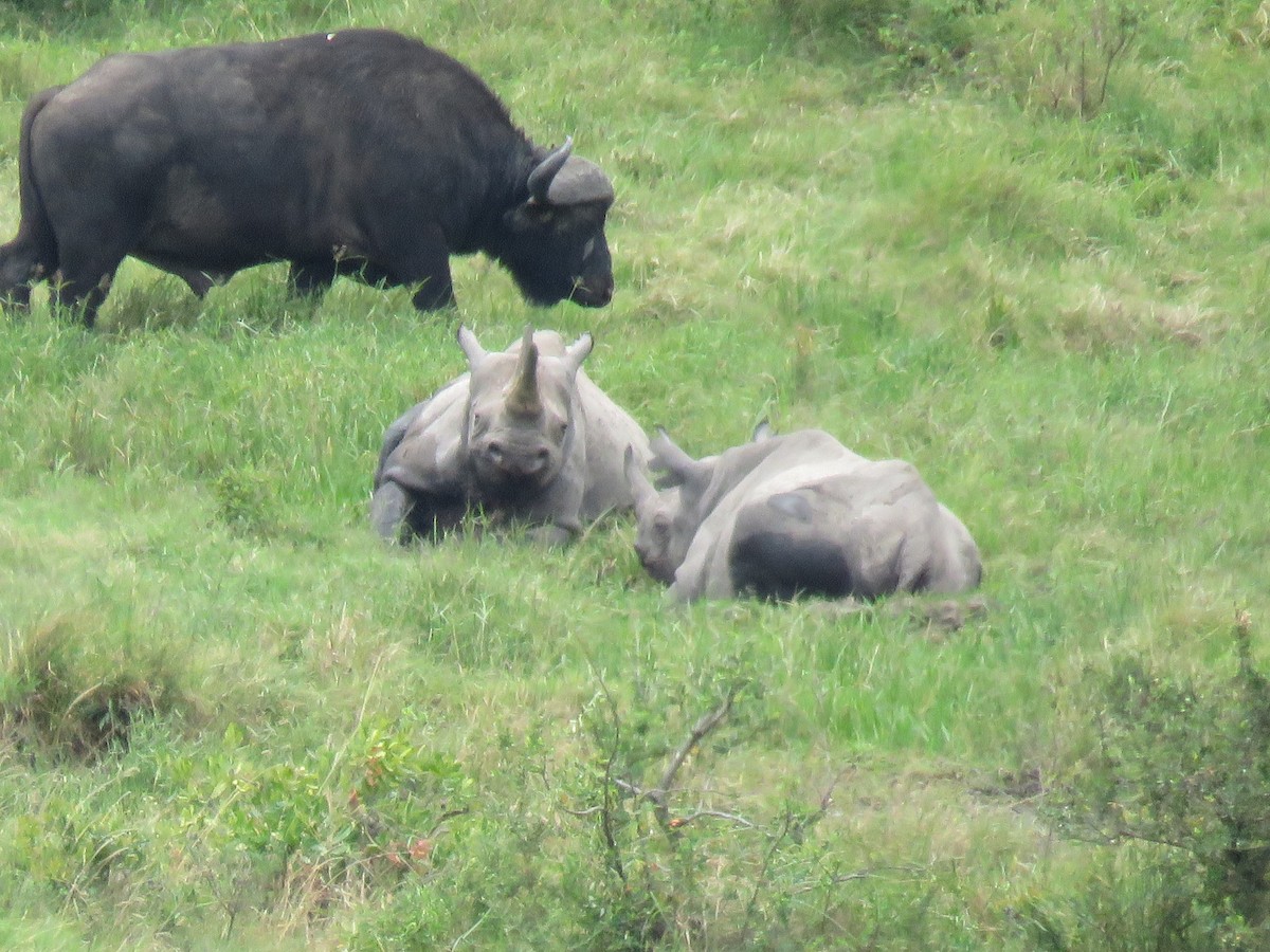 Black Rhinoceros - ML643765513