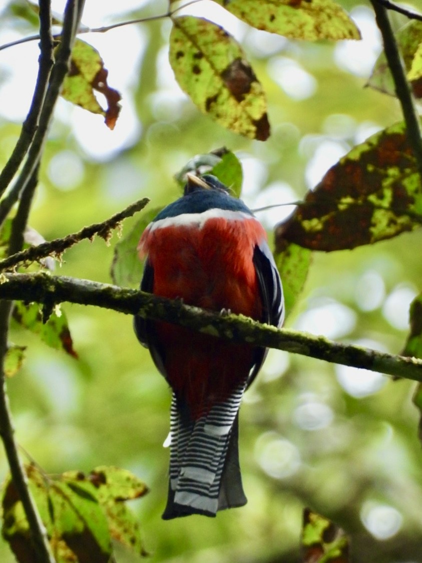 Collared Trogon - ML643765554