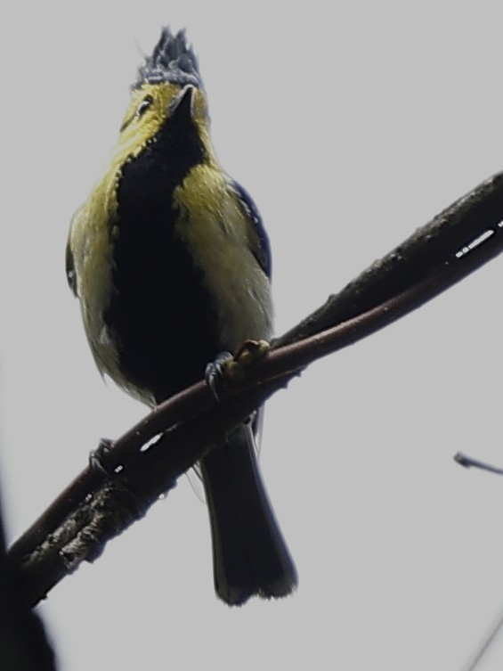 Mésange à dos tacheté - ML643765572