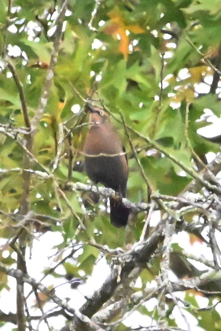 Rusty Blackbird - ML643765575