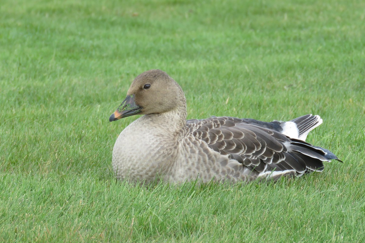Tundra Bean-Goose - ML643765576