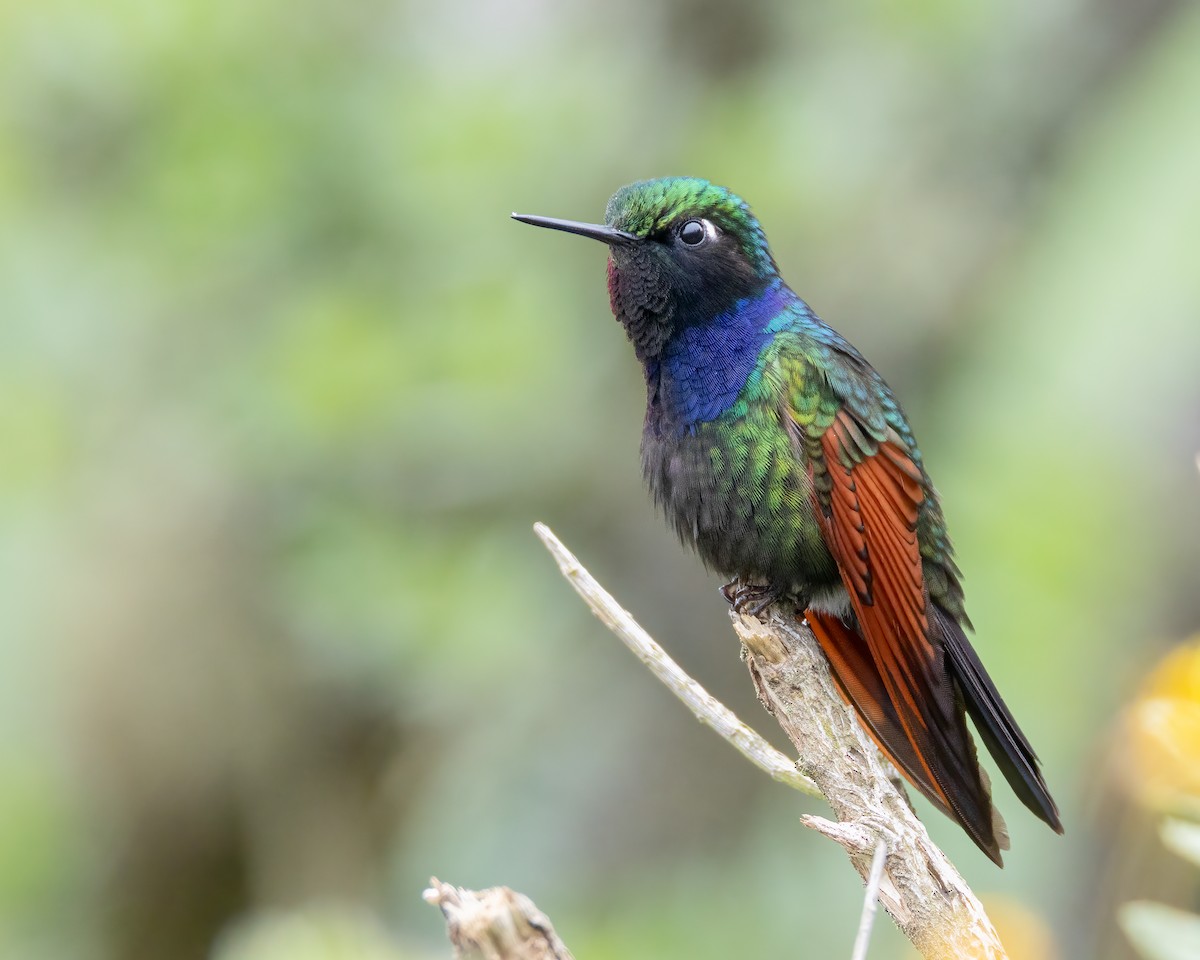 Garnet-throated Hummingbird - ML643765586