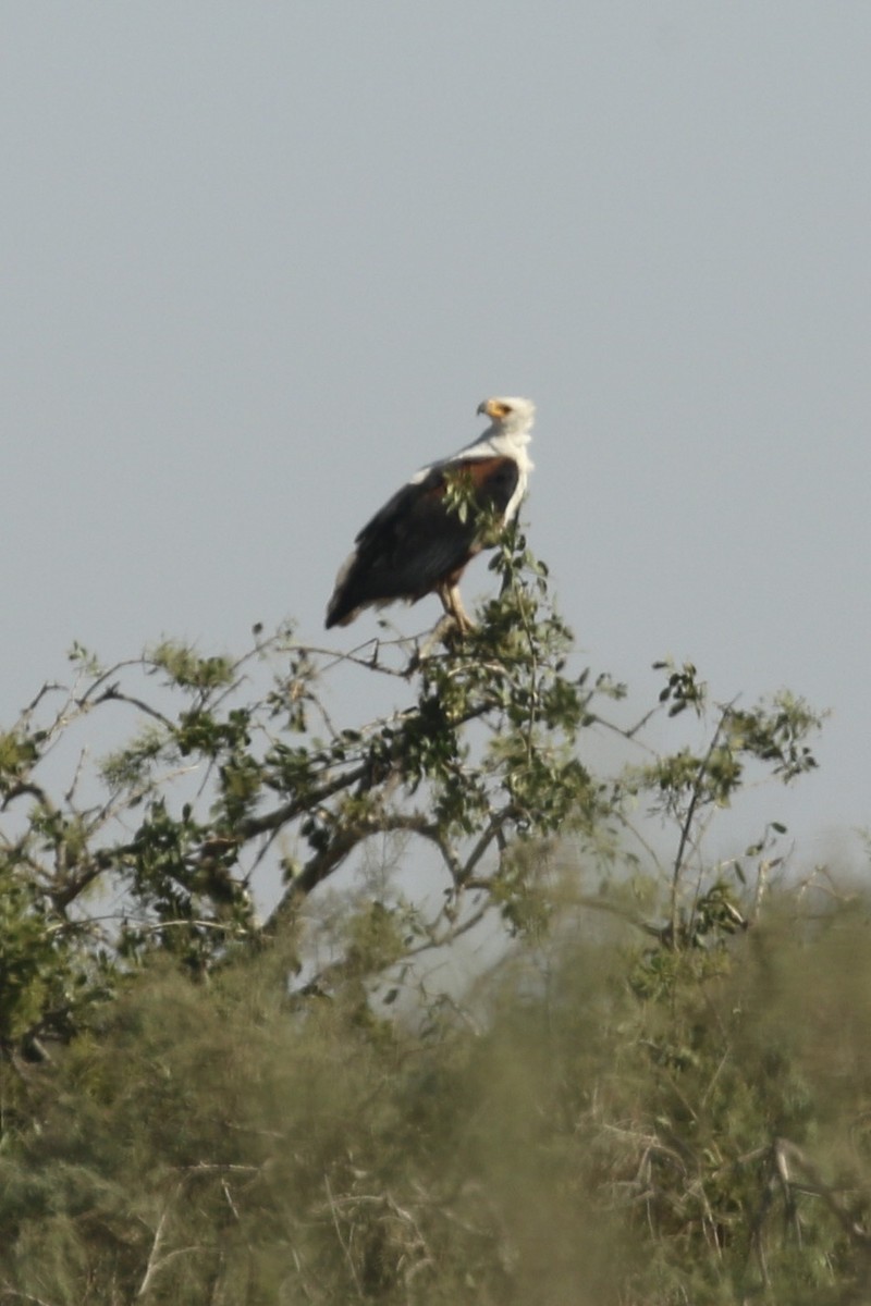 African Fish-Eagle - ML643765588