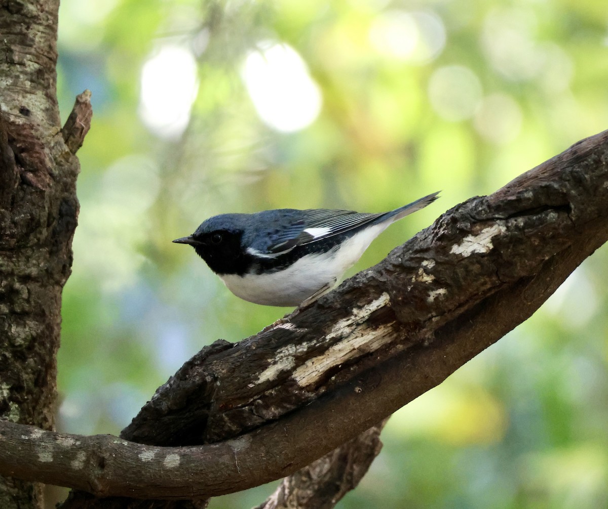 lesňáček modrohřbetý - ML643765590