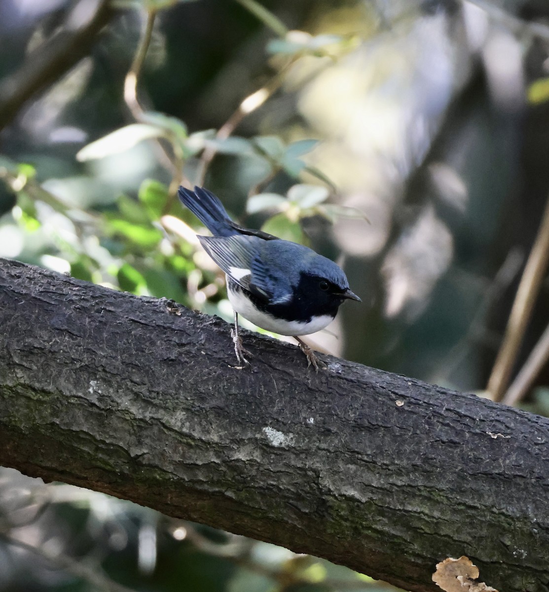 lesňáček modrohřbetý - ML643765591