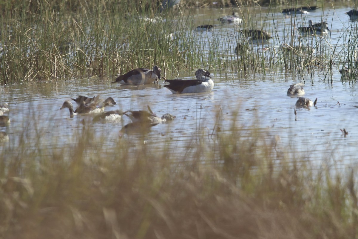 Knob-billed Duck - ML643765599