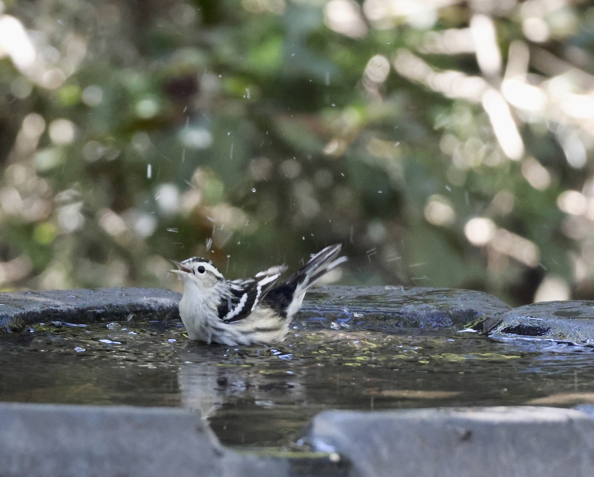 lesňáček černobílý - ML643765610