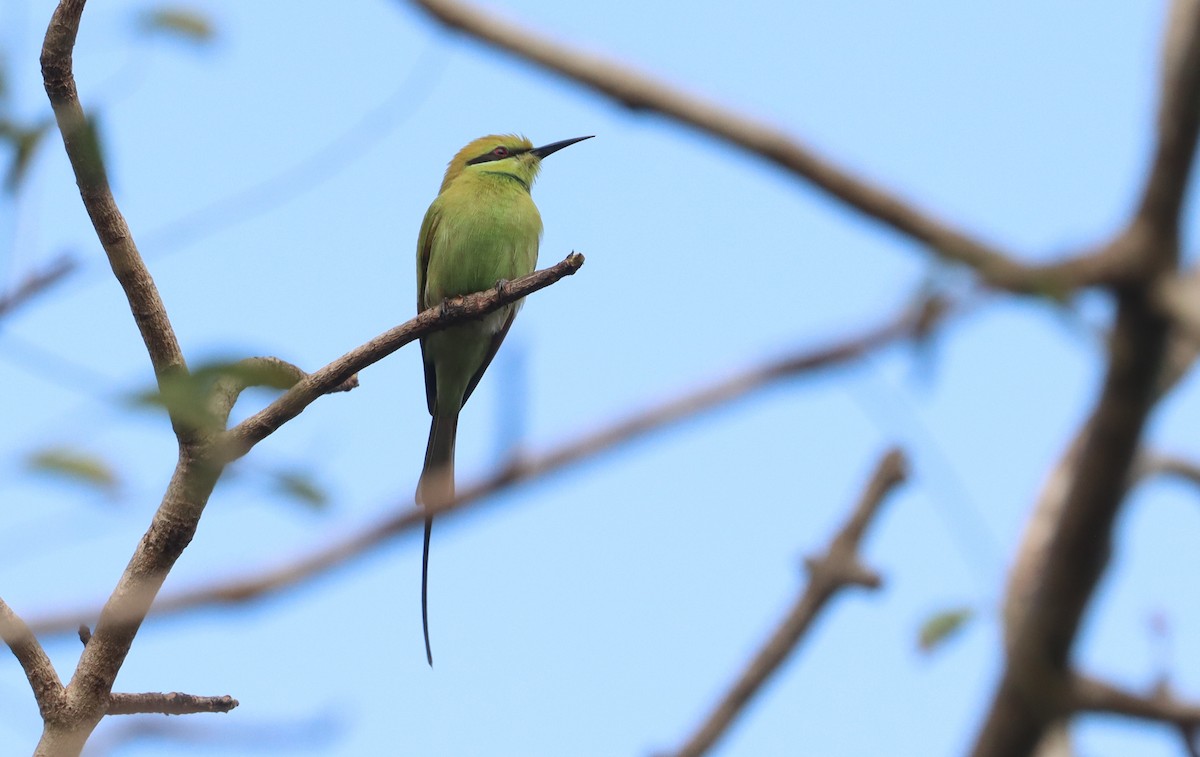 African Green Bee-eater - ML643765614
