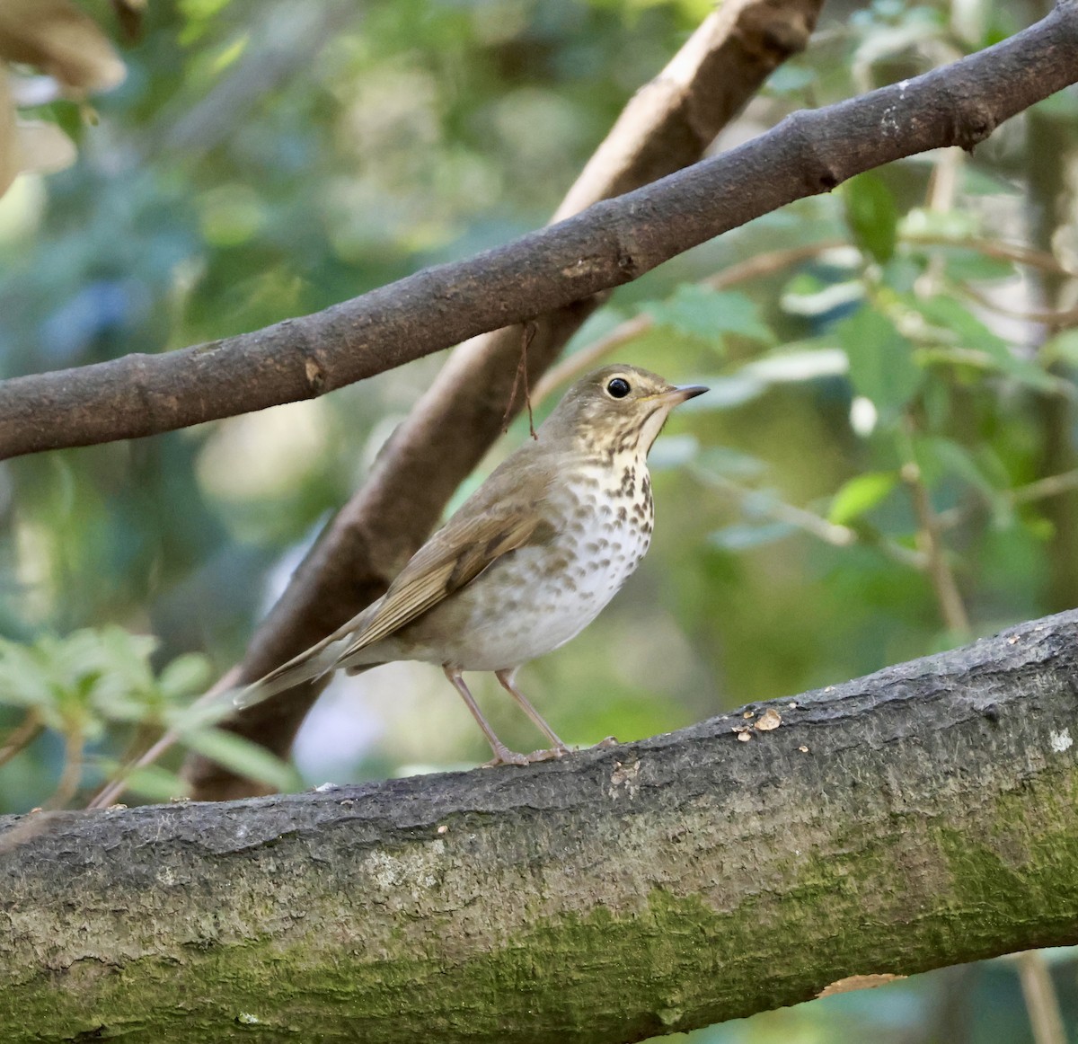 drozd západní - ML643765626