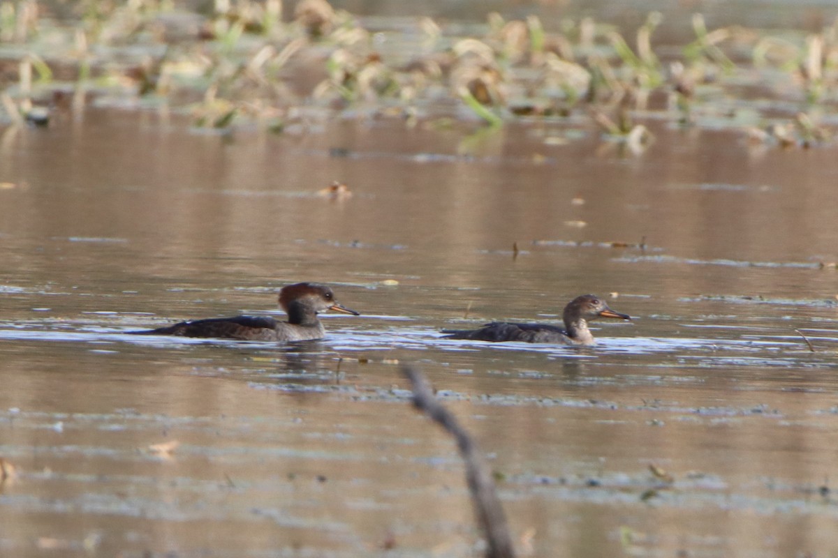 Hooded Merganser - ML643765638