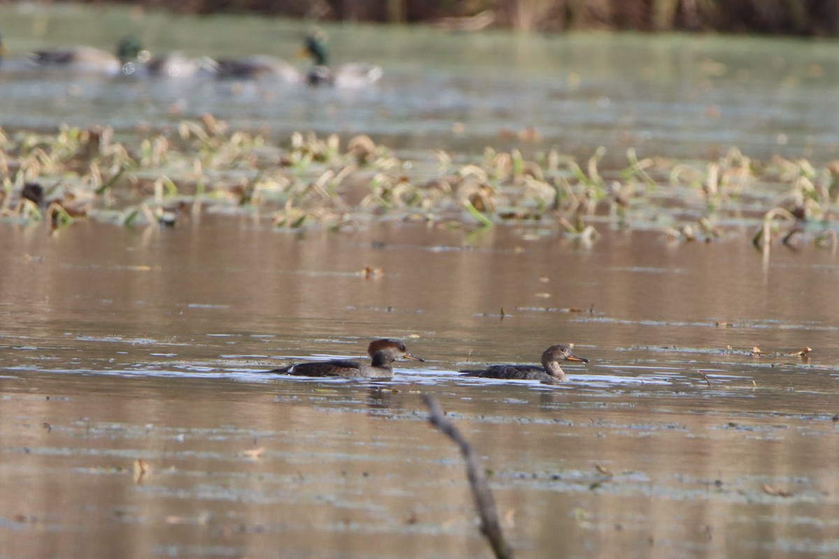 Hooded Merganser - ML643765641