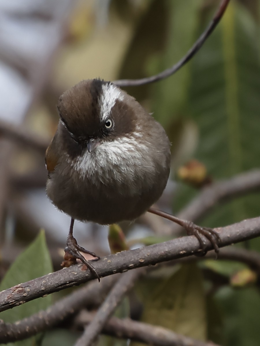 White-browed Fulvetta - ML643765646