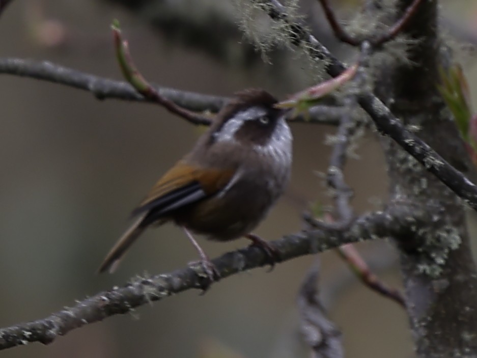 White-browed Fulvetta - ML643765647