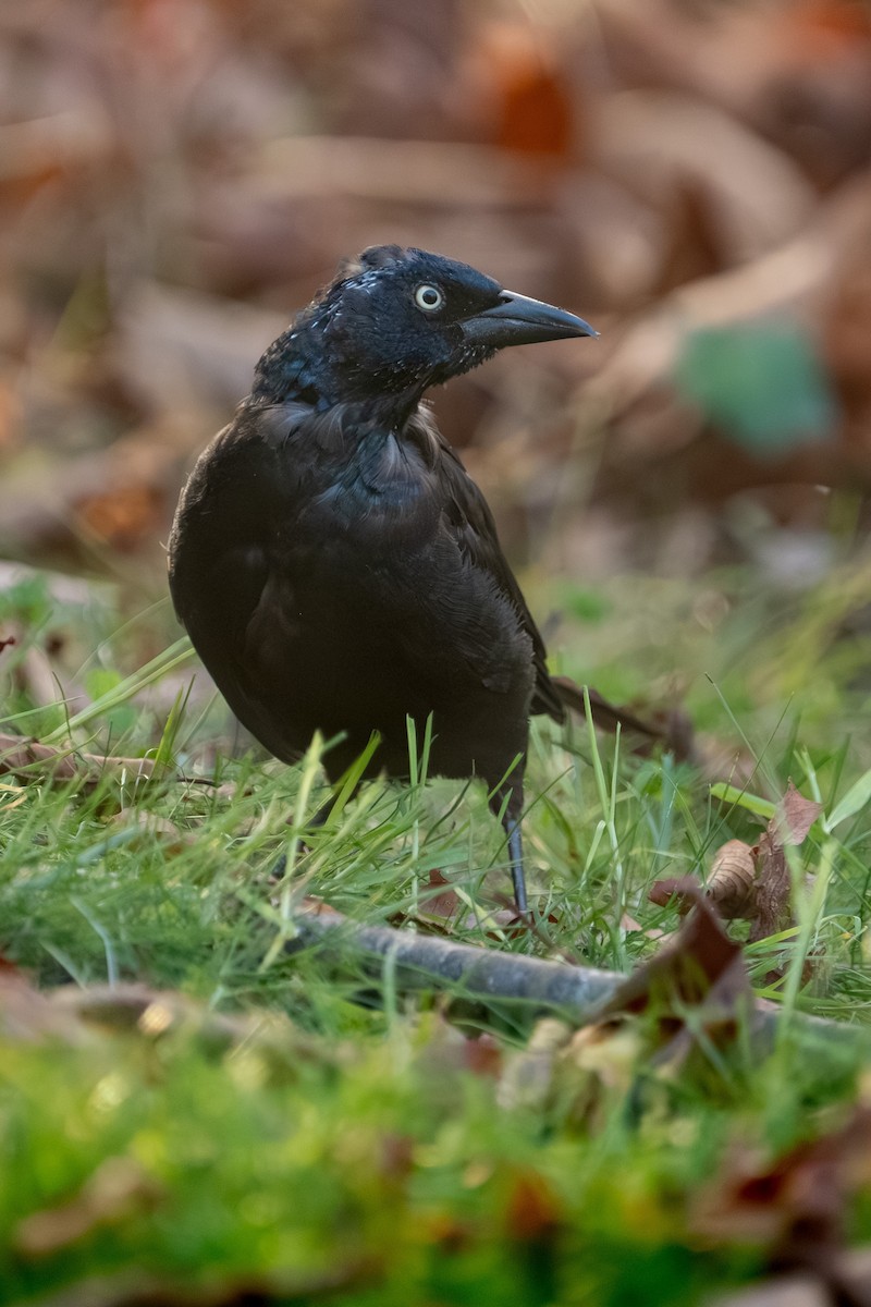 Common Grackle - ML643765650