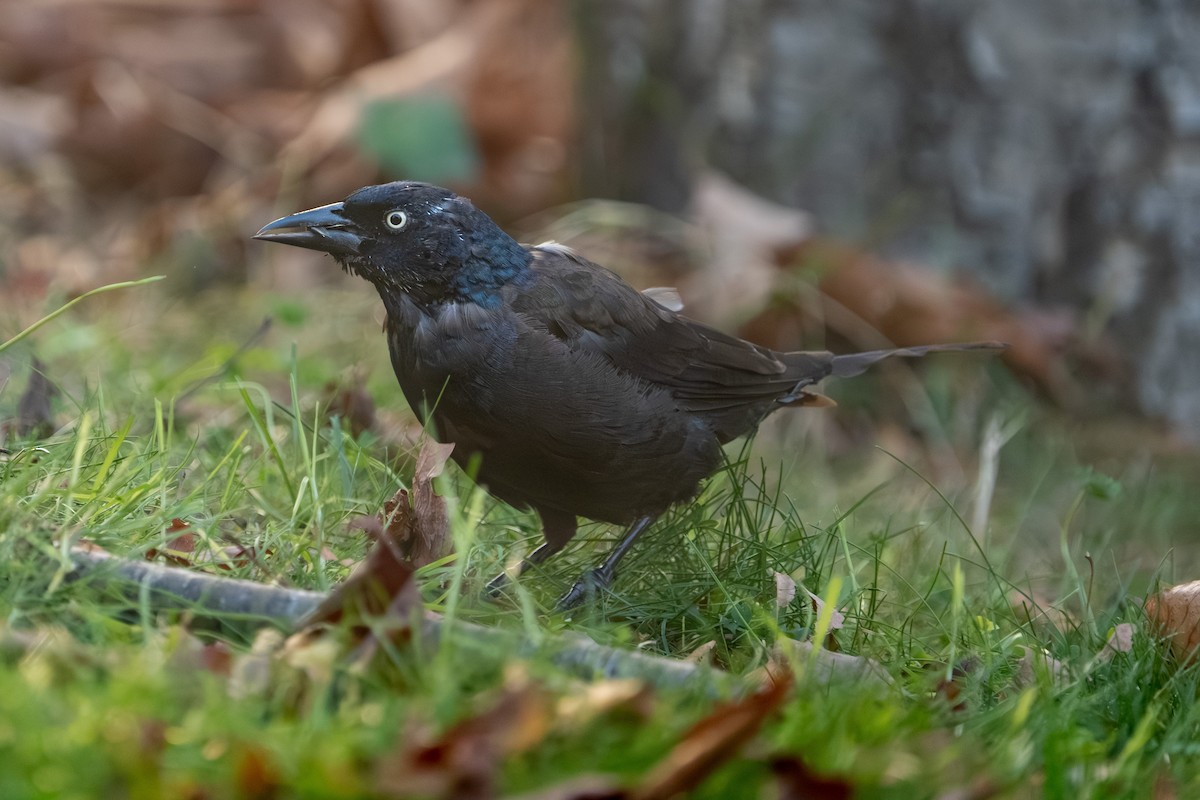 Common Grackle - ML643765654