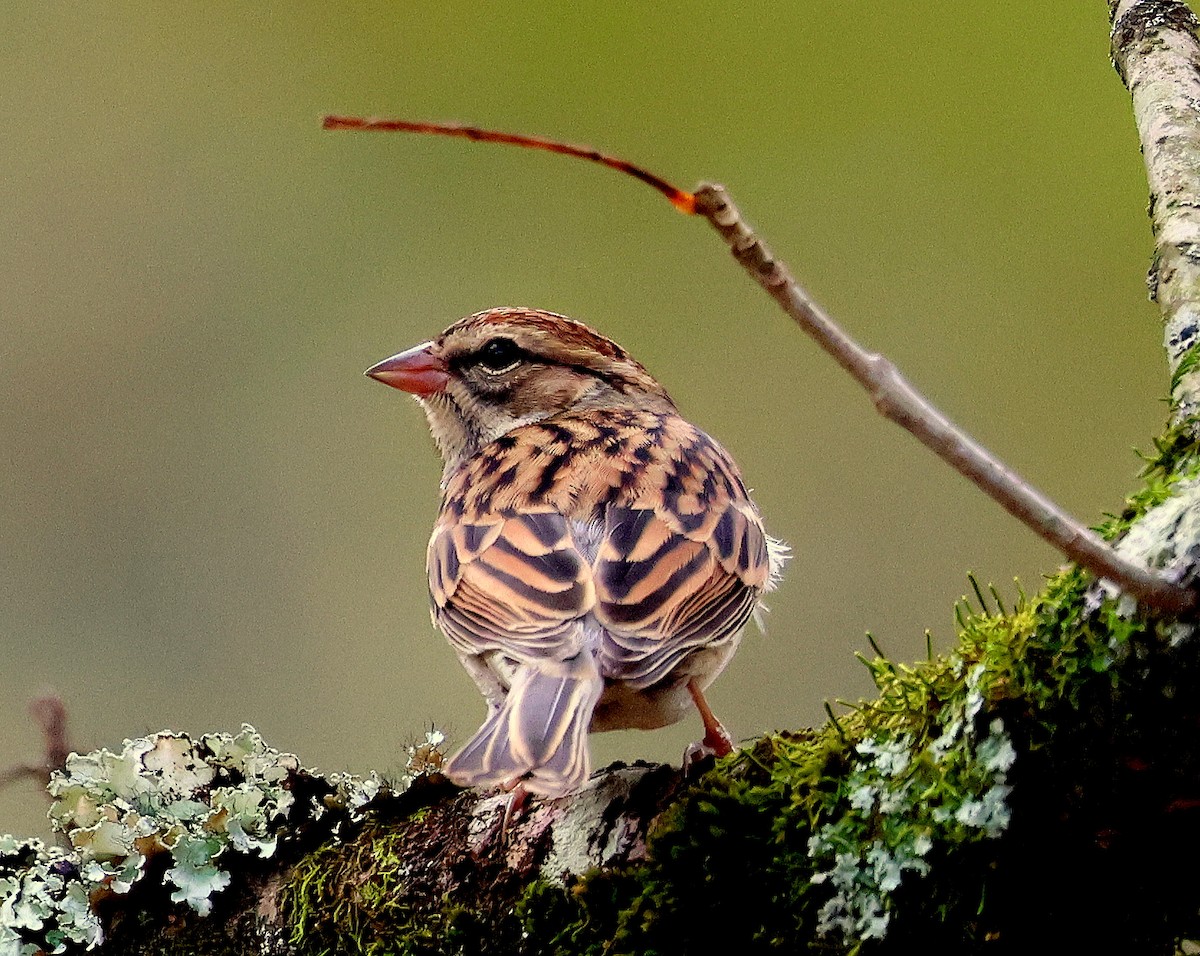 Chipping Sparrow - ML643765655