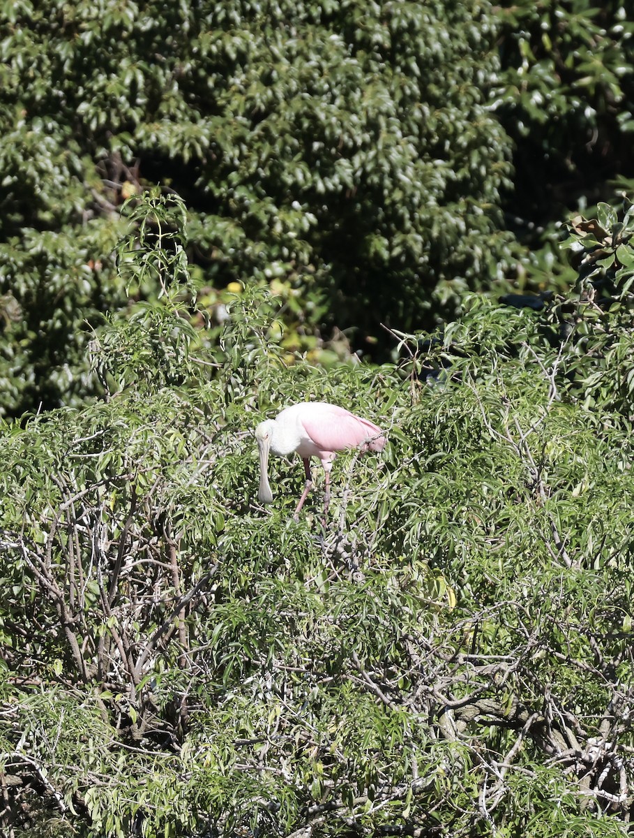 kolpík růžový - ML643765665