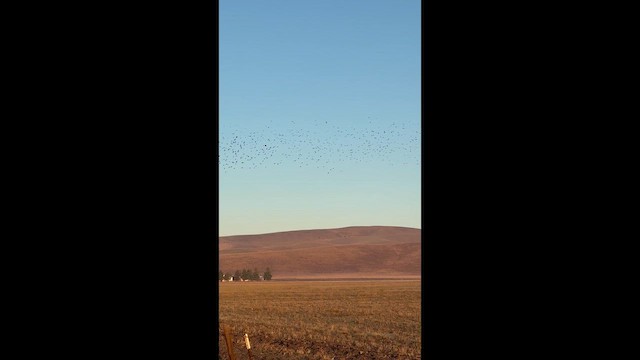 Tricolored Blackbird - ML643765668