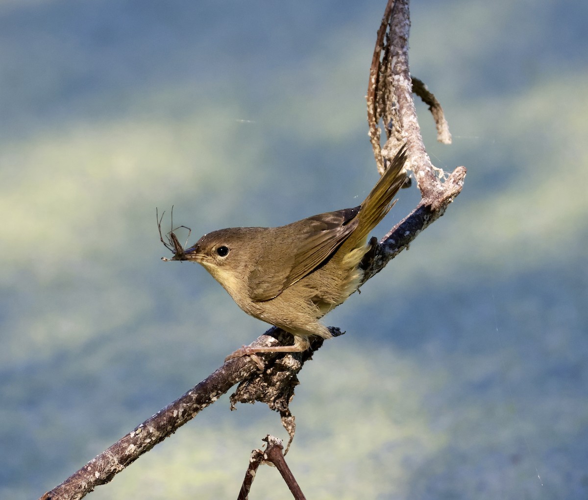 Common Yellowthroat - ML643765679