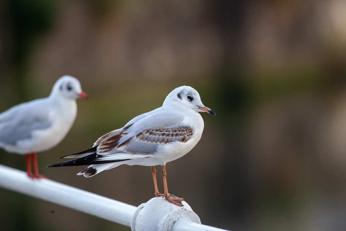Mouette rieuse - ML643765688