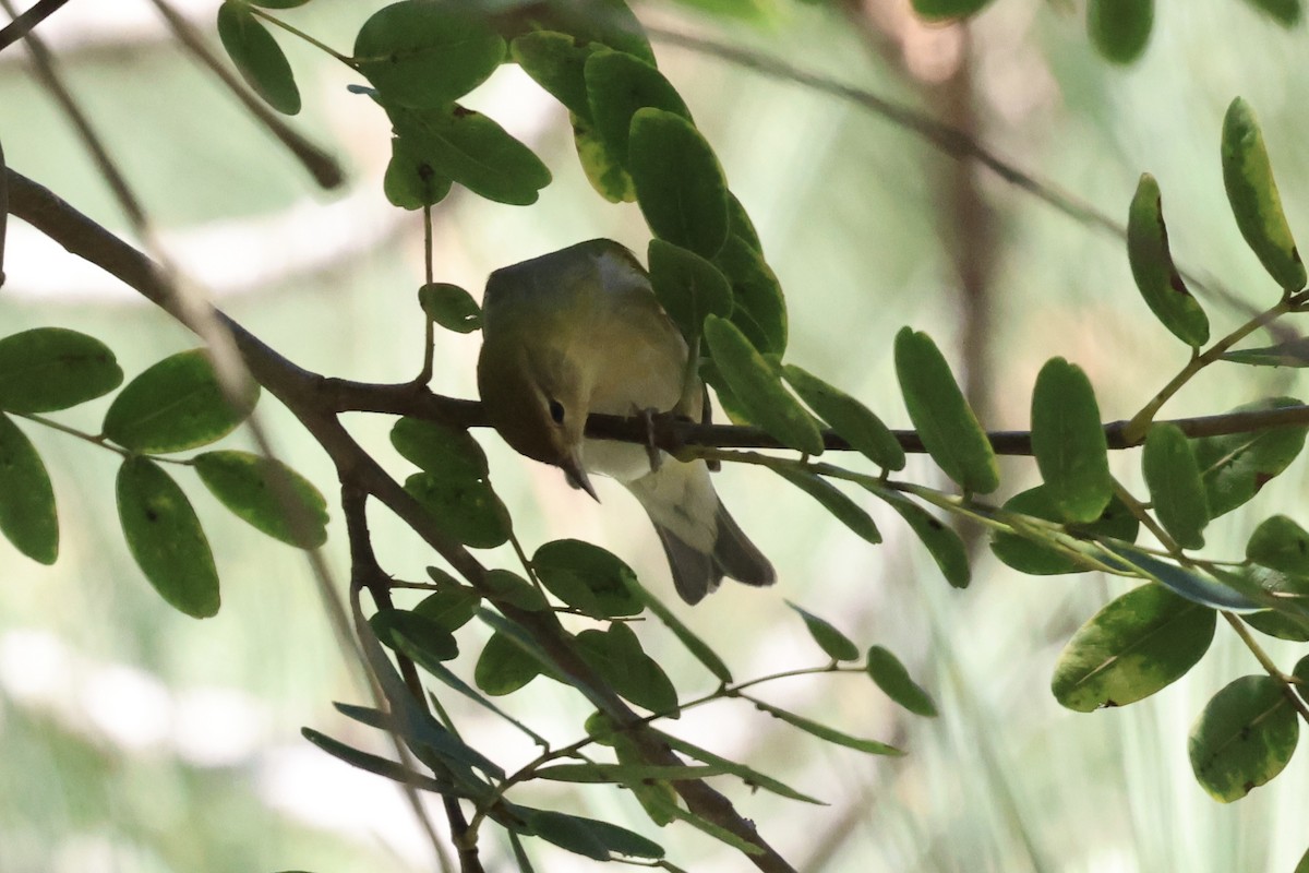 Tennessee Warbler - ML643765693