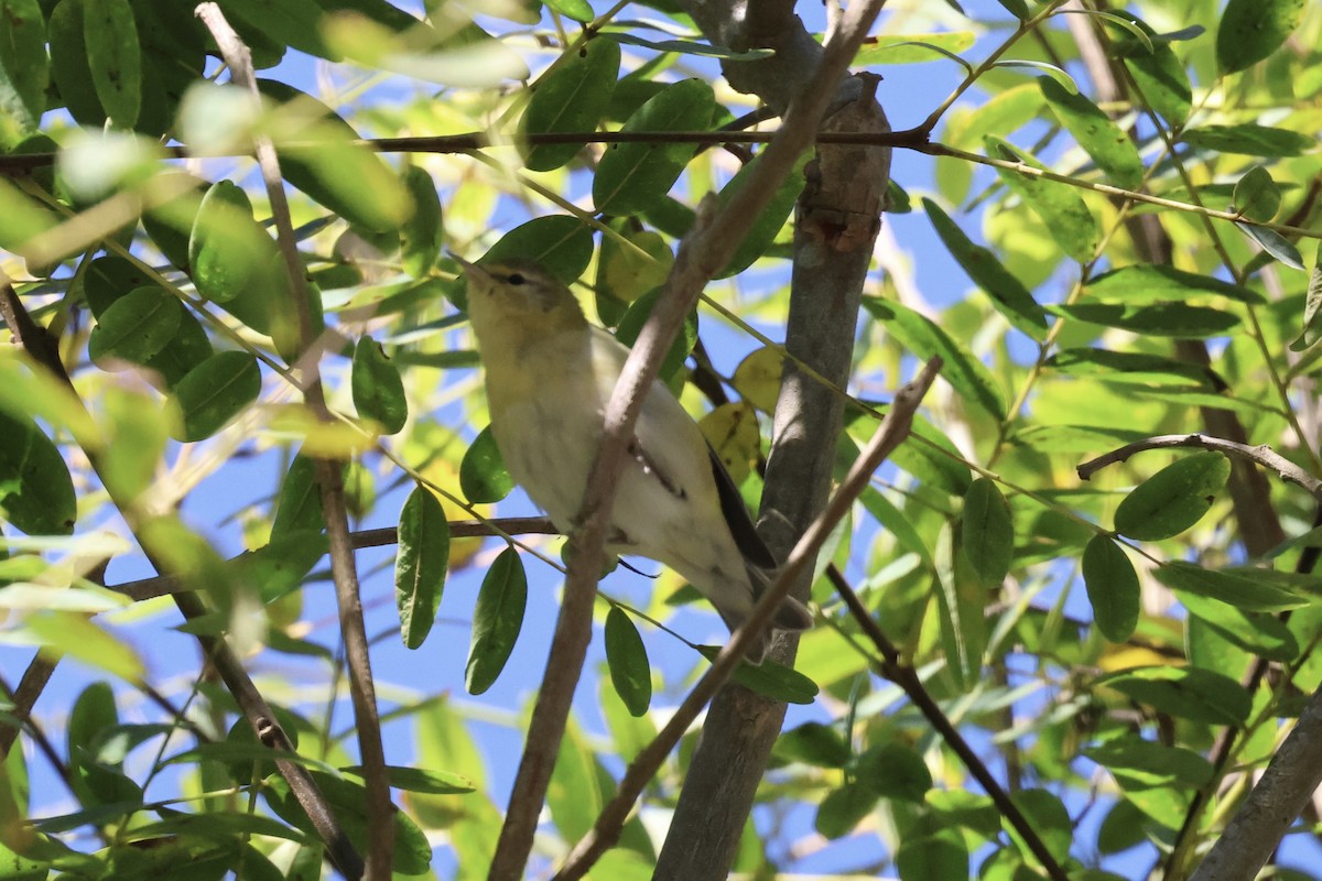 Tennessee Warbler - ML643765694