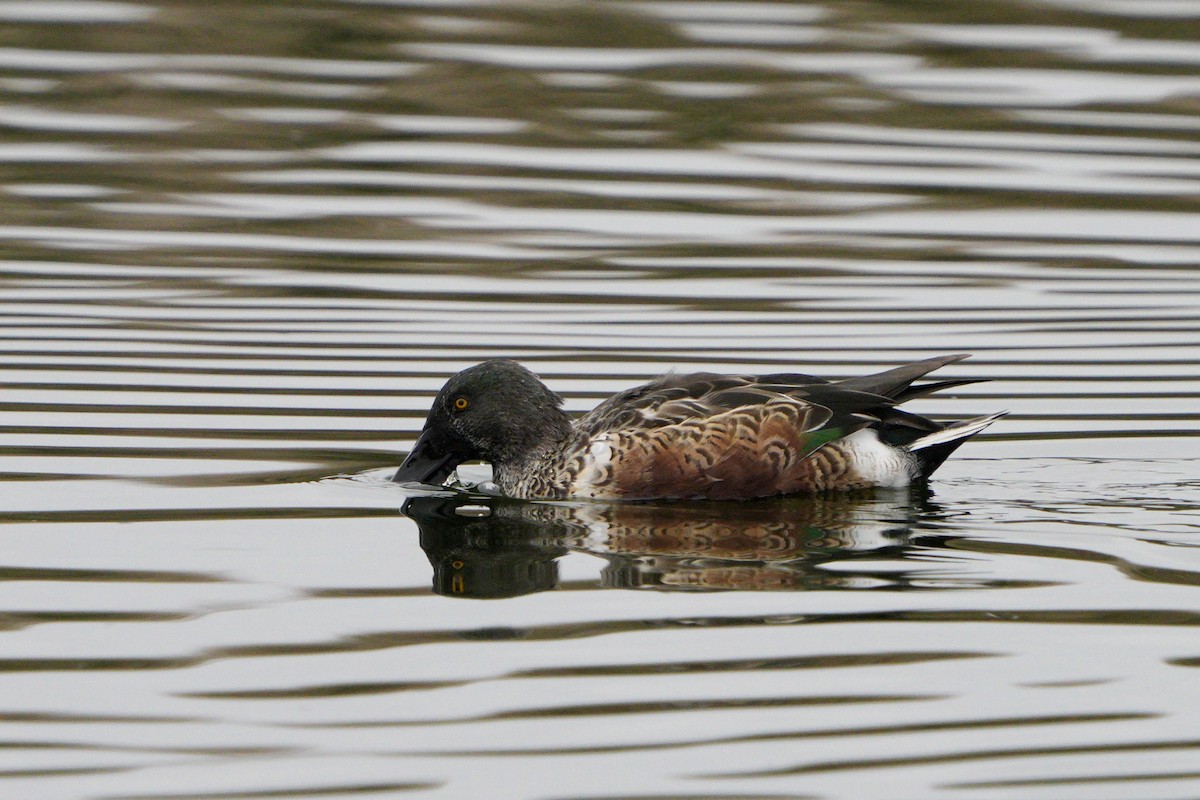 Canard souchet - ML643765695