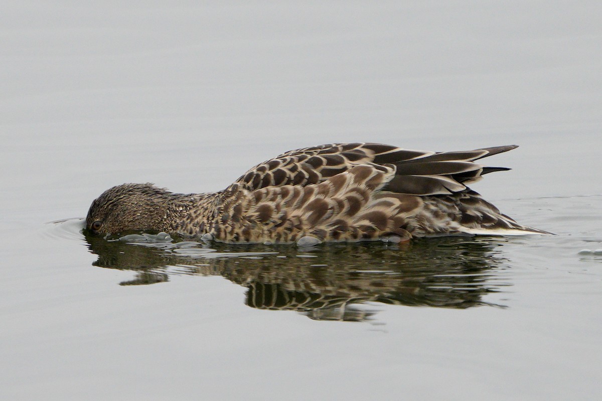 Canard souchet - ML643765696