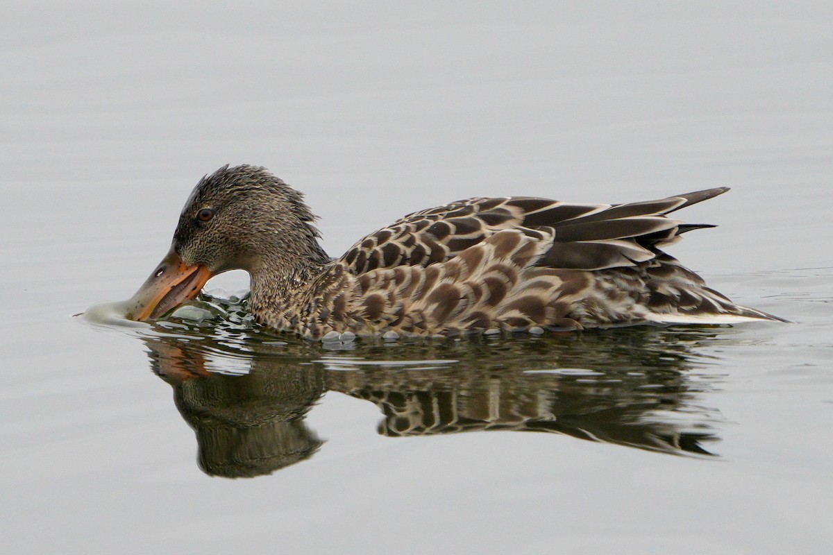 Canard souchet - ML643765697