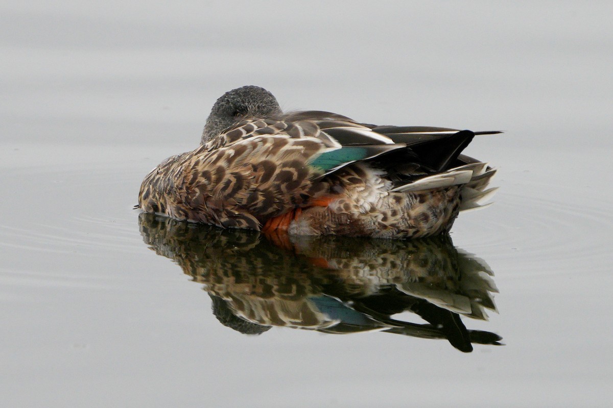 Canard souchet - ML643765698