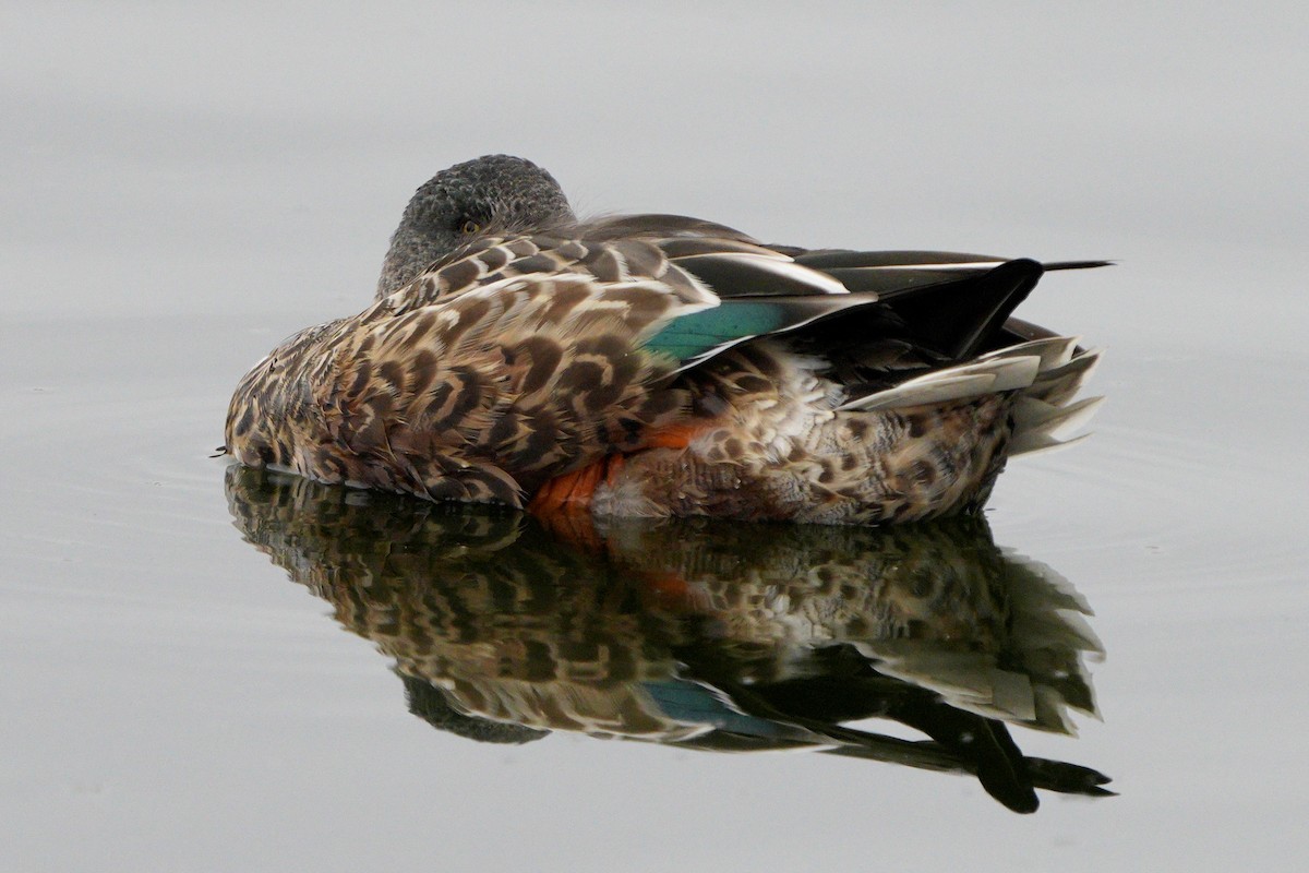 Canard souchet - ML643765699