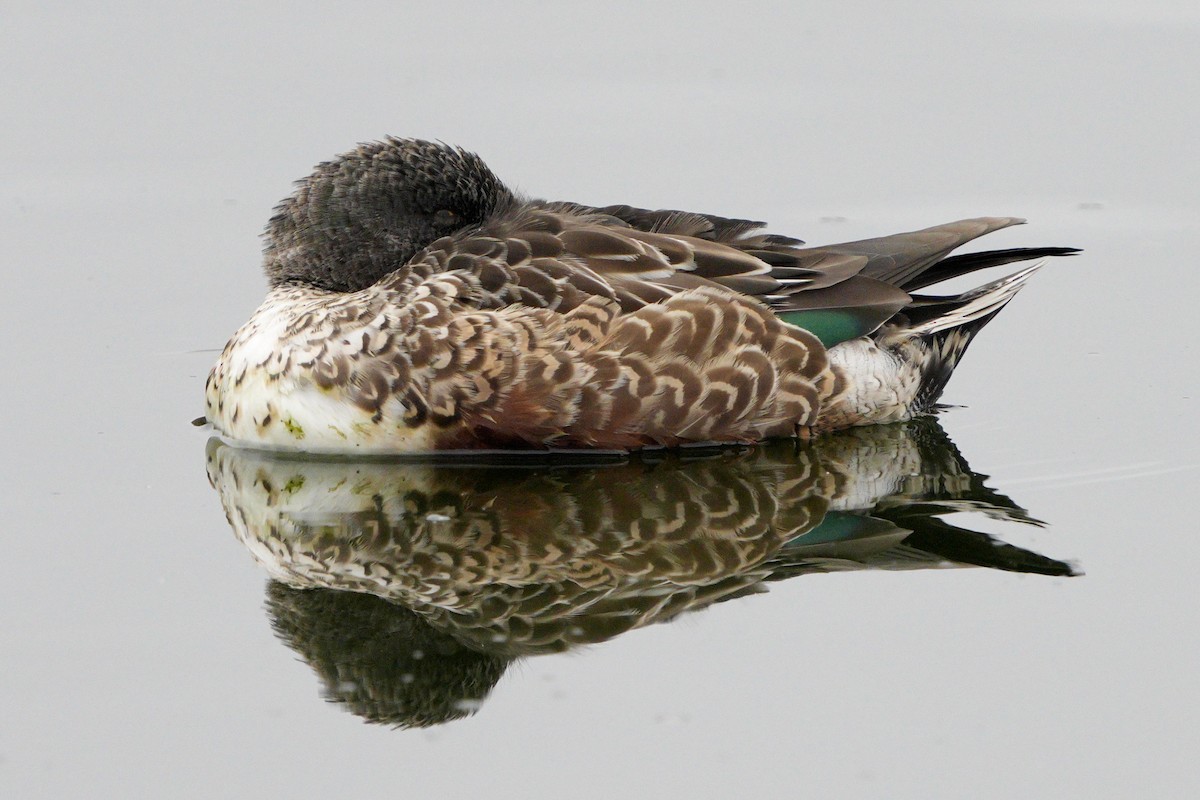 Canard souchet - ML643765700