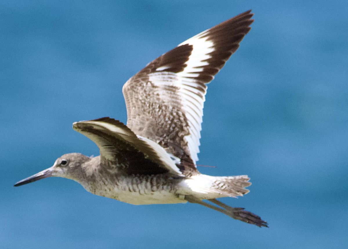 Willet - ML643765707