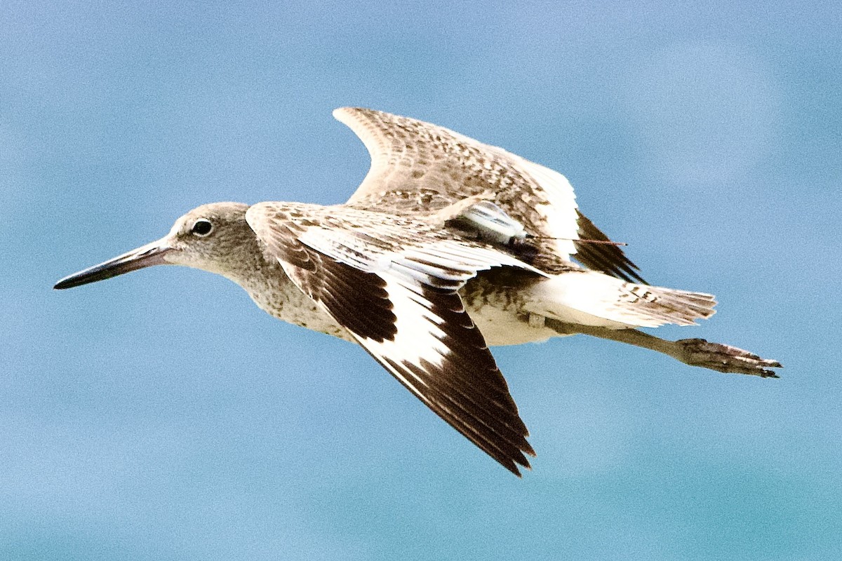 Chevalier semipalmé - ML643765709